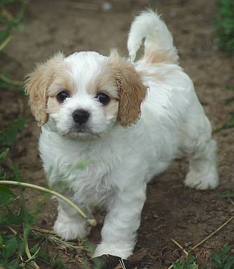 Petunia - (6 mois)