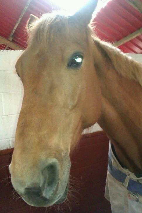 flame - (13 ans)