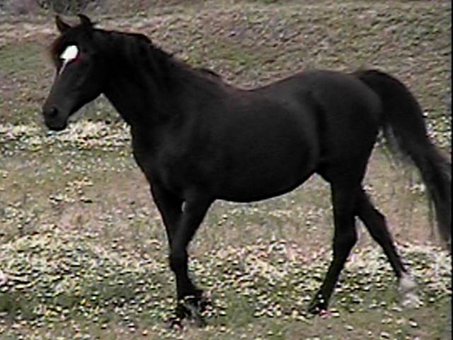 Stormy Blossom - (3 ans)