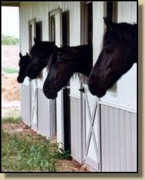 The Four Friesians -