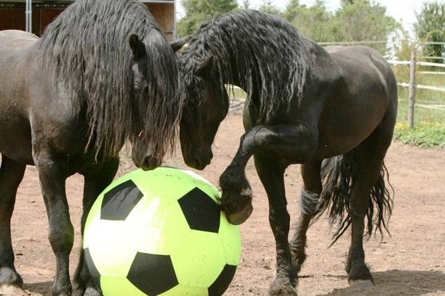 Bellatrix&Shadowfax -