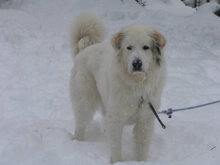 Polar - Mâle (5 ans)