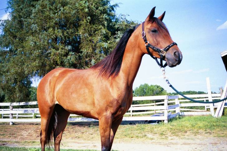 Lady J - (13 ans)