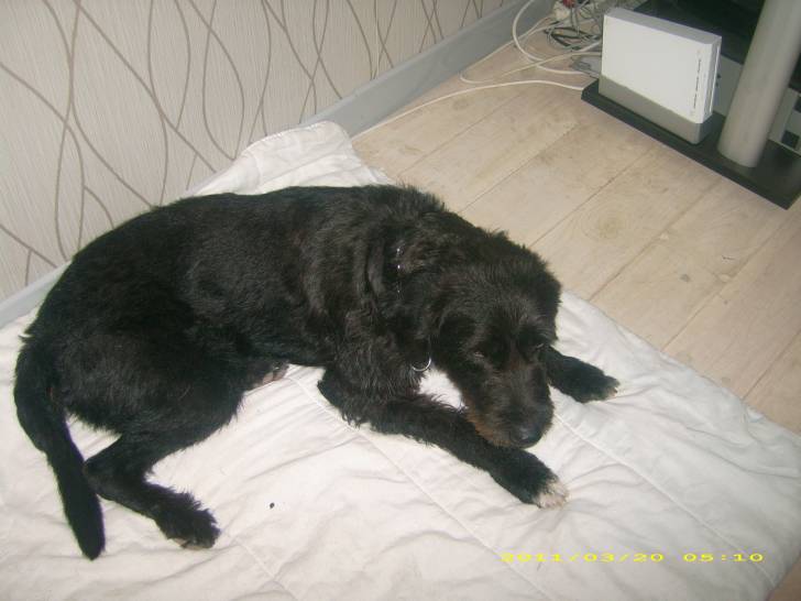 Louki - Mâle (3 ans)