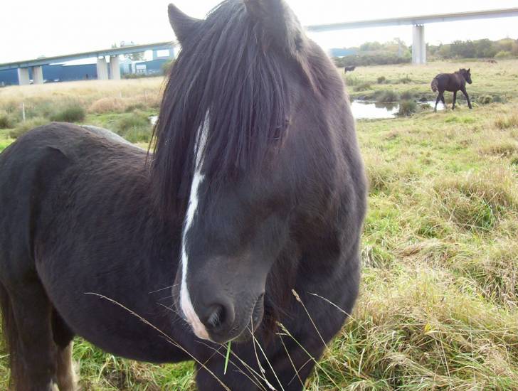 shadow - Mâle (7 ans)