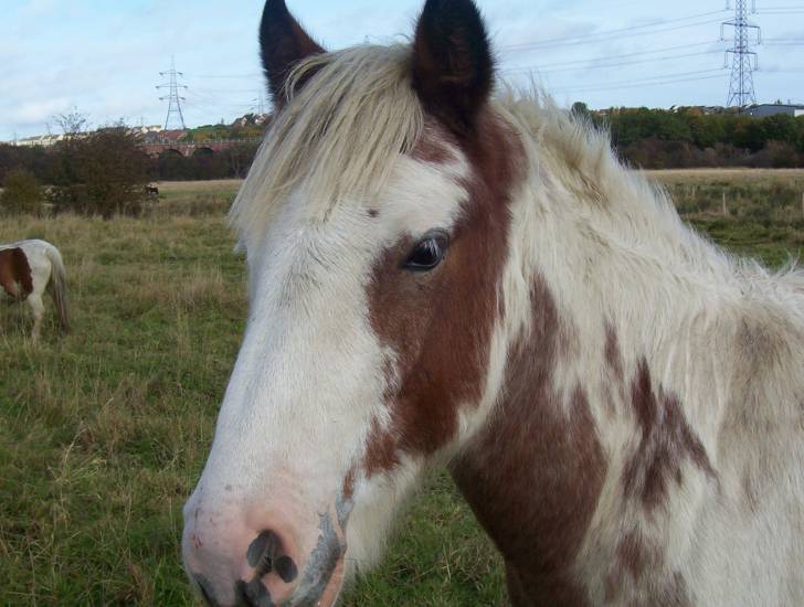 charm - Mâle (2 ans)