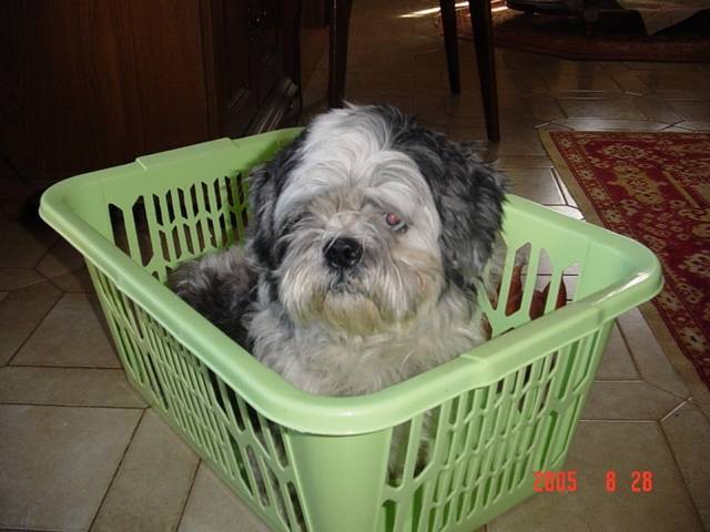 Kiwy (shih tzu ) - Mâle (Autre)