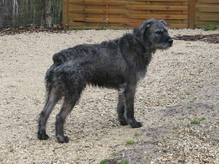 Rubens - Mâle (9 ans)