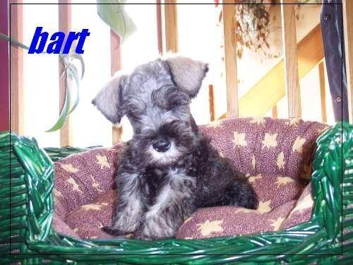 bart - Mâle (3 ans)