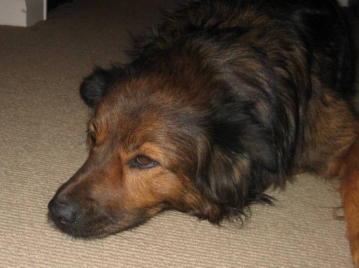 Buddy - Mâle (4 ans)