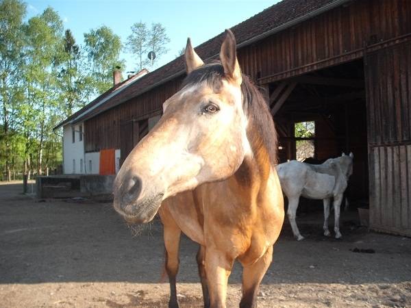 Charly - Mâle (21 ans)