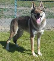 Bo - (2 ans)