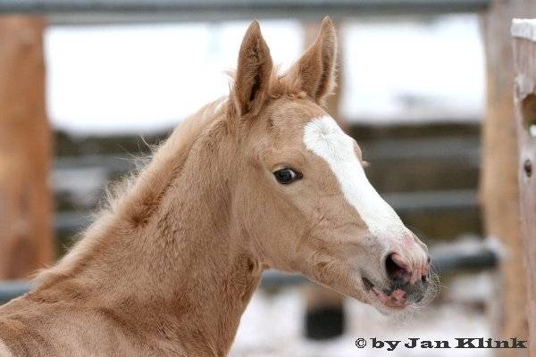 Goia - (3 ans)
