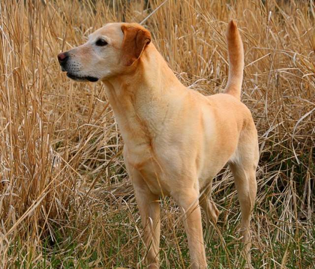 Charlie - Mâle (2 ans)