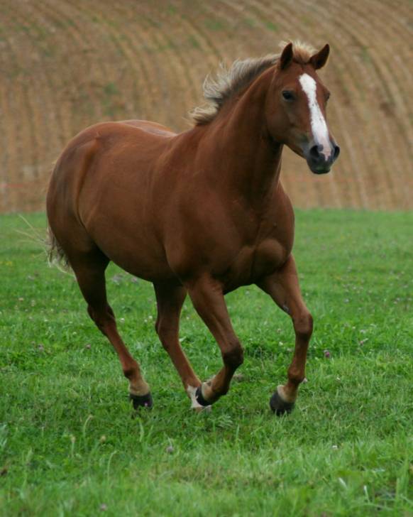 diablo - Mâle (6 ans)