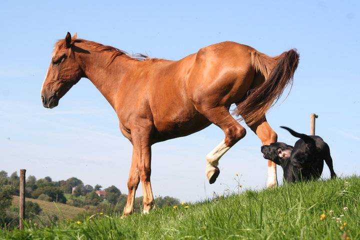 Packo et Spirit - Mâle (5 ans)