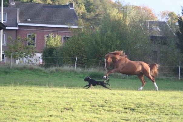 Packo et Spirit - Mâle (5 ans)