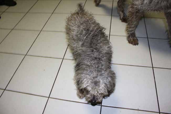 otélo - Mâle (8 ans)