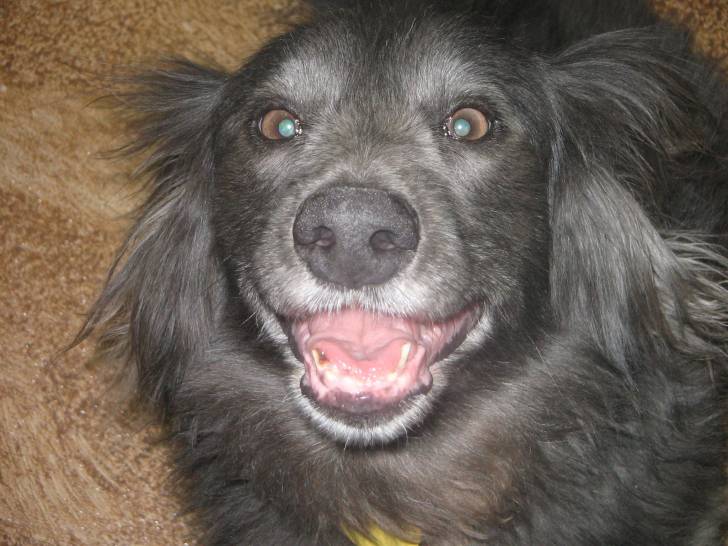 Orbit - Mâle (8 ans)