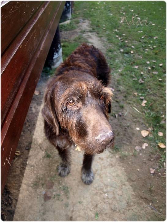 Texas - Mâle (7 ans)