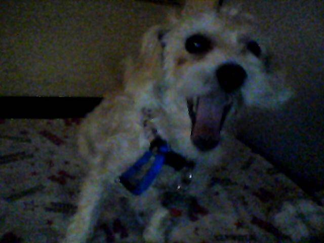 Noodlez - (5 ans)