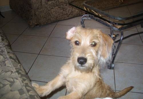 Trixie - (5 ans)