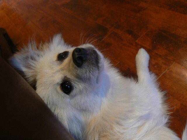 Lucky (2) - Mâle (7 mois)