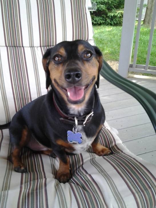 Walter - Mâle (3 ans)