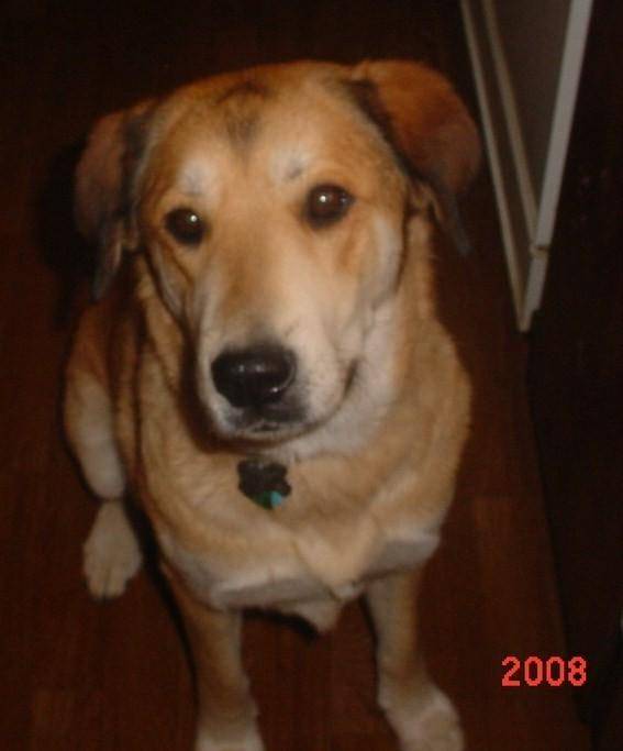 Pixie - (6 ans)