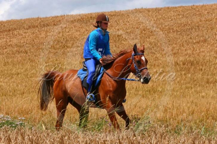 Roméo - Mâle (7 ans)