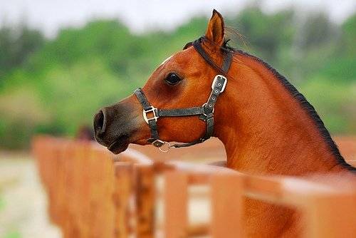 Spirit as a foal - Mâle (1 mois)
