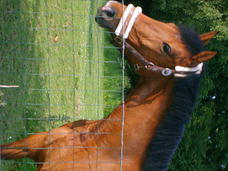 poesie - (8 ans)