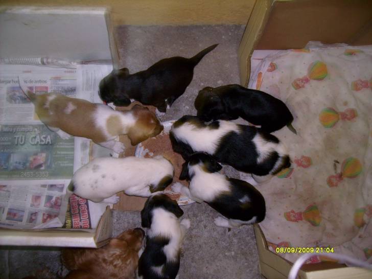 Cachorros de Canela - (Autre)
