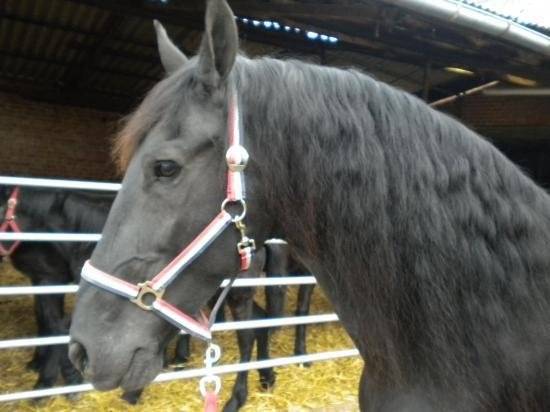 Chanel - (3 ans)
