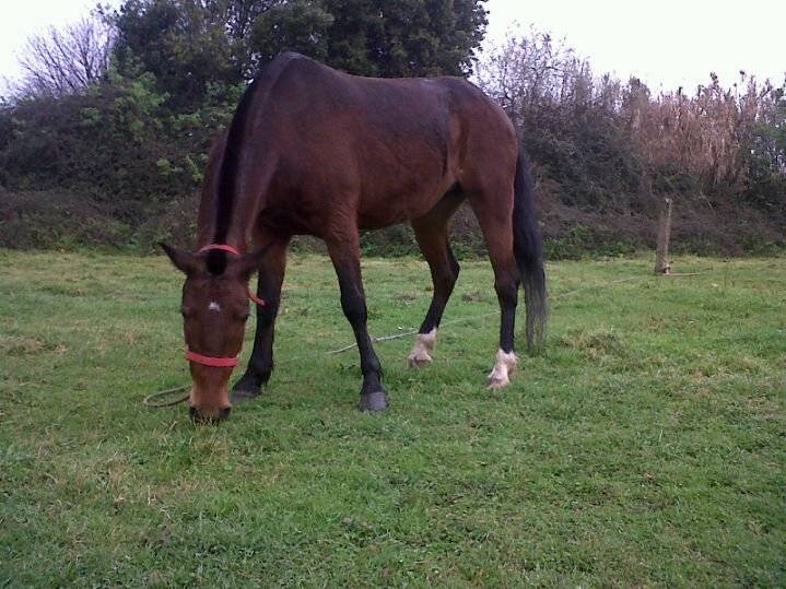 tordo - Mâle (6 ans)