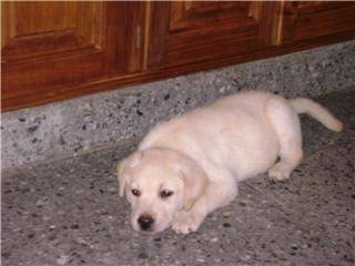 Julieta -