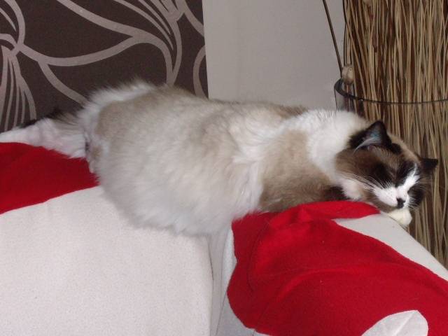 Bonnie - (3 ans)