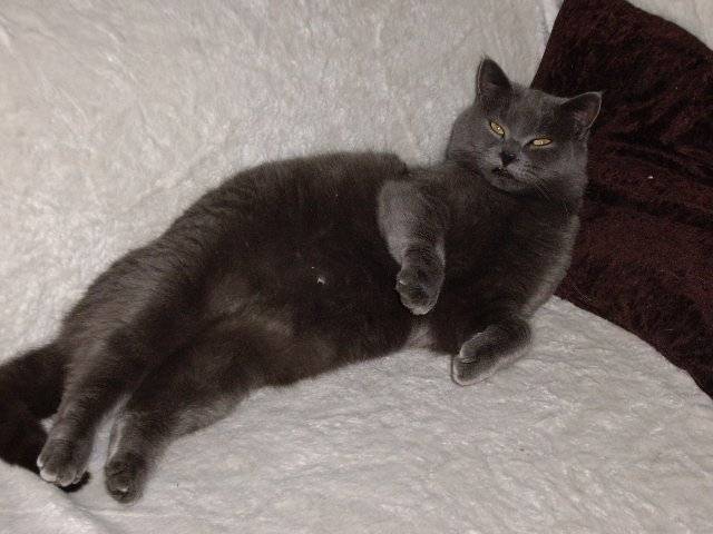 Saba - Mâle (3 ans)