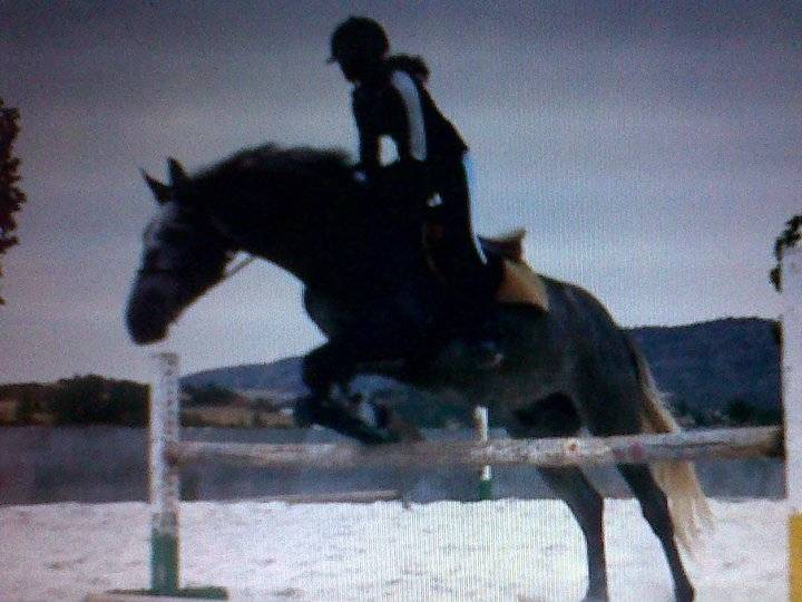 gitano y yo - Mâle (3 ans)