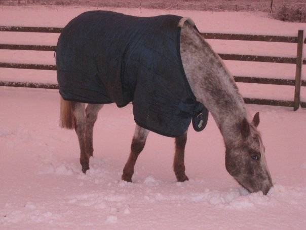 Tammy - (7 ans)
