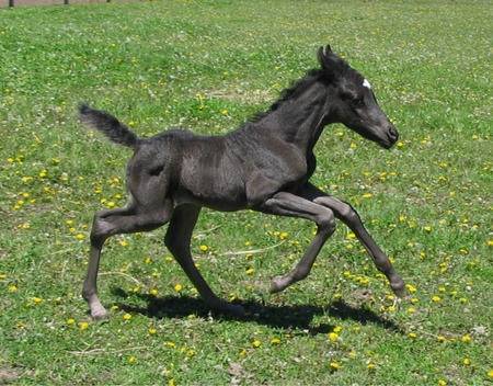 my horse - (2 mois)