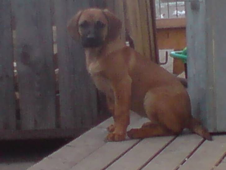 ZOEY - (4 mois)