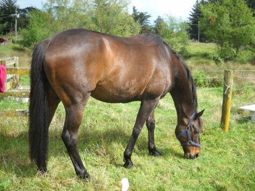 Chance - Mâle (19 ans)