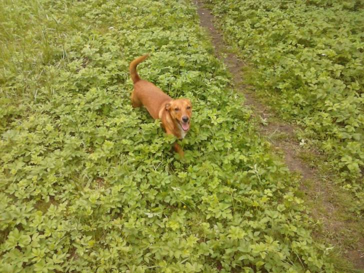 Charly - Mâle (2 ans)