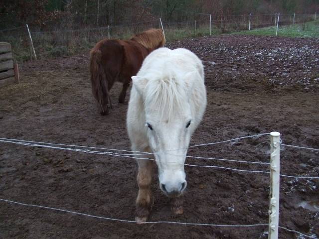 sandy - (13 ans)