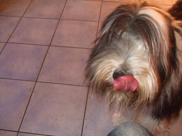 chila - Femelle (12 ans)