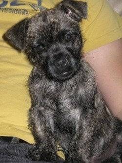 Charly - Mâle (3 mois)