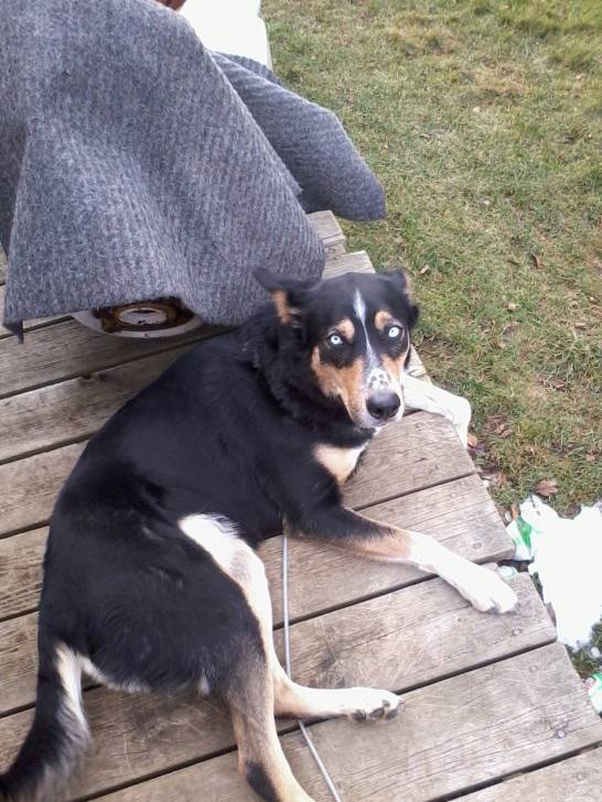 Harley - (3 ans)