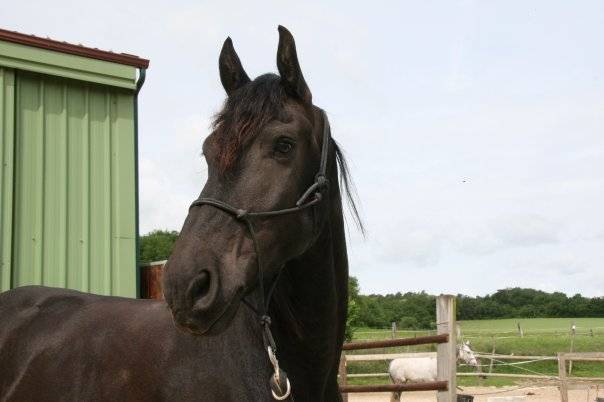 Gielke - Mâle (12 ans)
