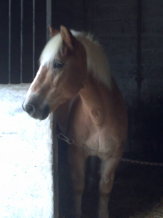 Eros Star - Mâle (20 ans)